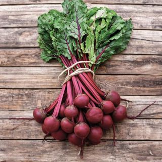 First Crop Beet Thumbnail